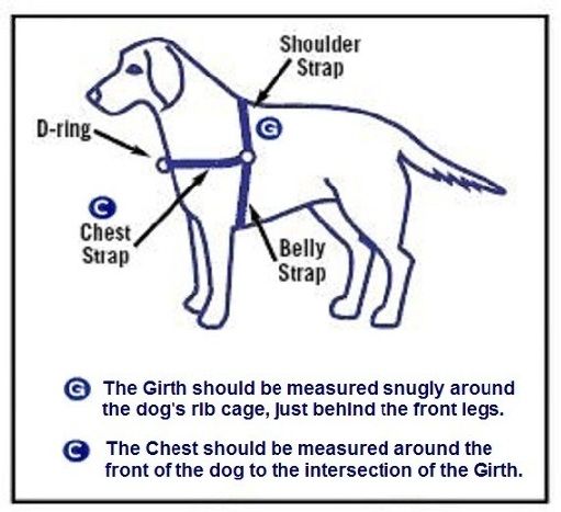 The Chest measurement is typically 1/2 of the Girth. Some breeds 