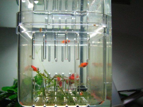 Breeding Trap Show Tank killifish guppy Angelfish fry  