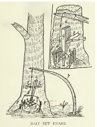 How to Trap Make Snares Deadfalls Survival Booby Traps  