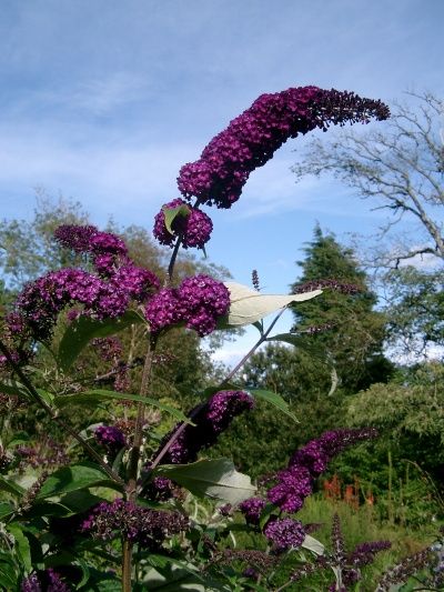   ~BUTTERFLY BUSH PLANT PERENNIAL FLOWER 6 8FT.TALL,HONEY BEE  