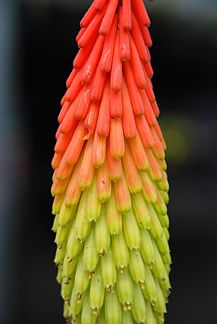 TRITOMA~TORCH LILY~HUMMINGBIRD PLANT/FEEDER,ATTRACTIVE PERENNIAL 