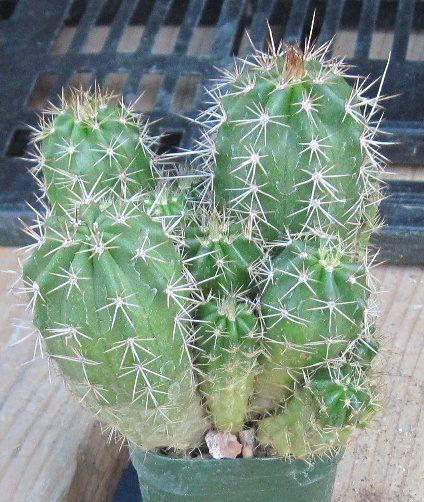 Echinocereus salm dyckianus ssp. obscuriensis 1  