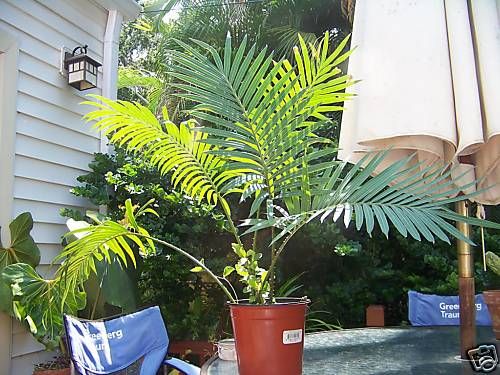 established cycad cycas rumphii in 1 quart pot  