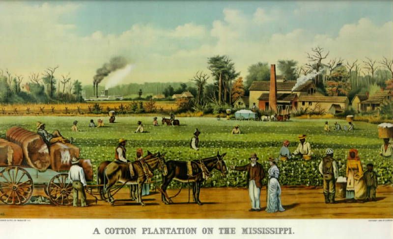 PLANTATION COTTON MULE MISSISSIPPI 14 X 18 OLD PRINT  