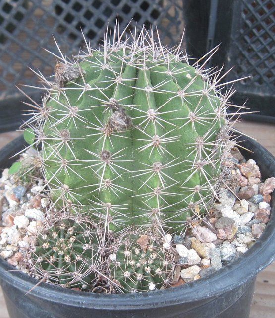 Echinopsis Hybrid 6 Many Round Stems Cactus  