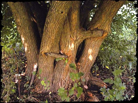 Osage orange branch with two canoes