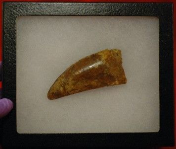 CARCHARODONTOSAURUS SUHARICUS TOOTH FOSSIL  MOROCCO #16  