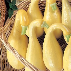 250 CROOKNECK YELLOW SUMMER SQUASH SEEDS 45 days  