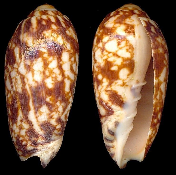 Bestshells Voluta Coniformis 59.75 mm Fine + +  