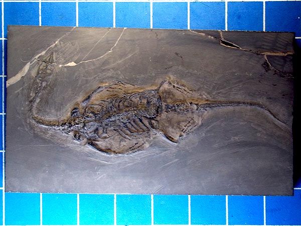 NICE KEICHOUSAURUS DINOSAUR REPTILE SKELETON #116  