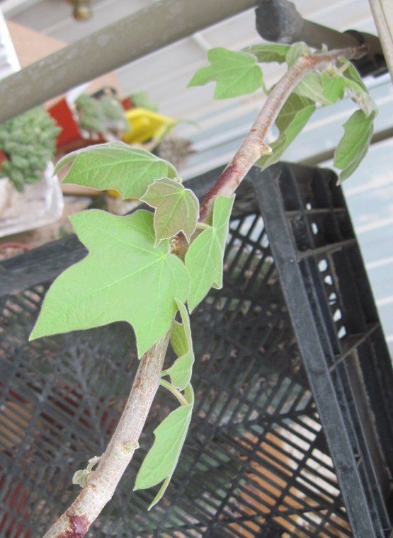 Jatropha malacophylla Sonoran Desert Caudex Tree  