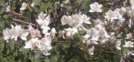 GRACIOUS WINTER FLOWERING WHITE ORCHID TREE   SCENTED, DELIGHTFUL