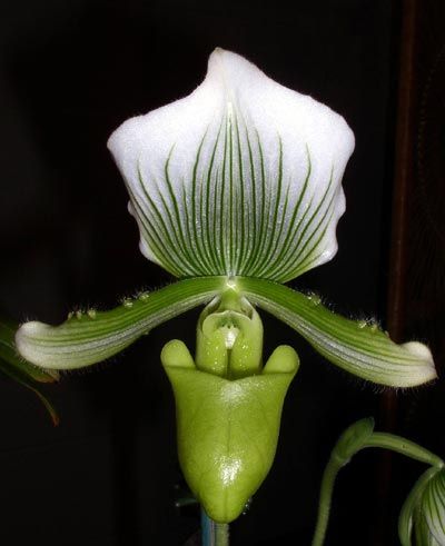 Paphiopedilum [Maudiae x ( x Nappa)] Lady Slipper Blooming Sized 