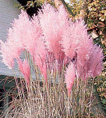 Cortaderia (Pampas Grass) Selloana Pampas Grass Pink Seeds