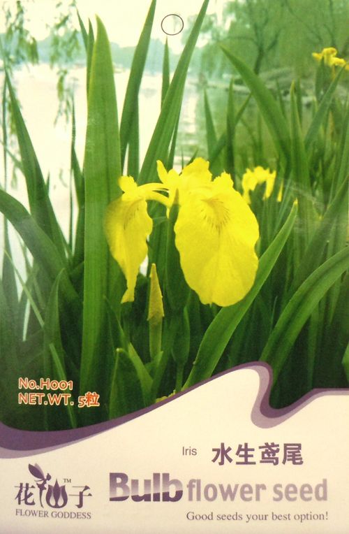 H001 Flower Yellow Iris water plant bulb seed pack  