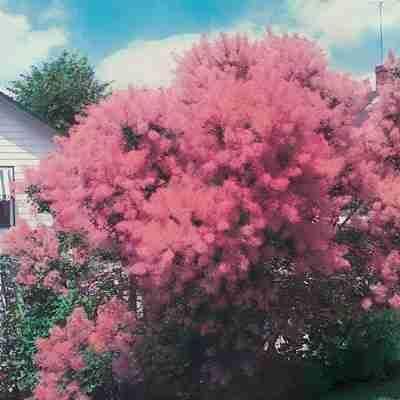 Pink Mist Smoke (Cotinus coggygria) Tree  