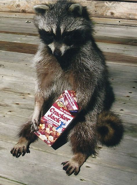 Raccoon Eating Cracker Jacks