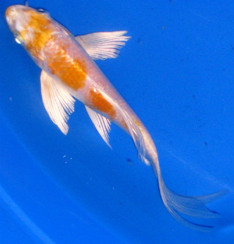 Yamabuki Ogon Butterfly Fin live koi fish pond garden foru  